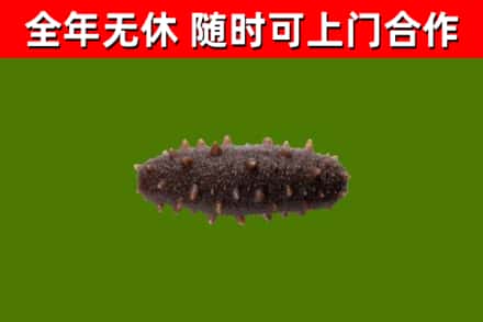 丰都县回收海参干